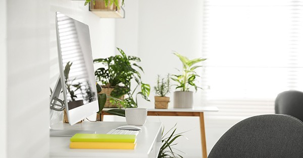 Office decorated with plants